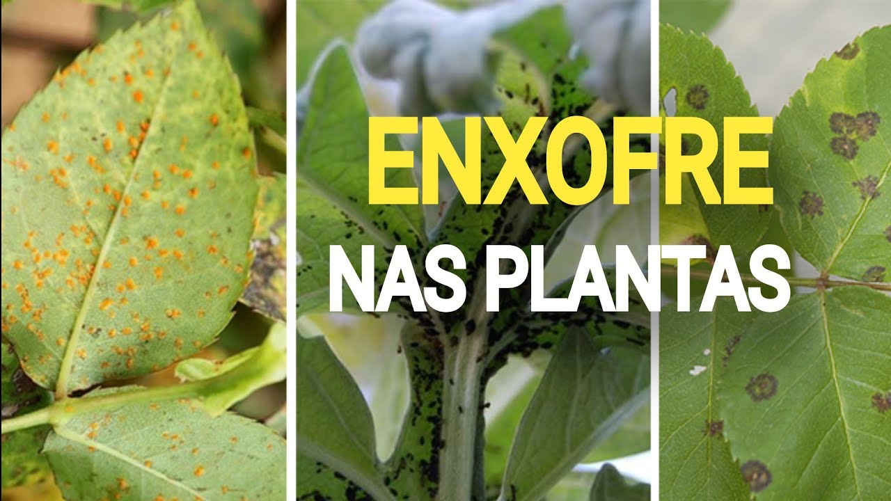 Os benefícios de usar enxofre nas plantas, combate fungos e ácaros