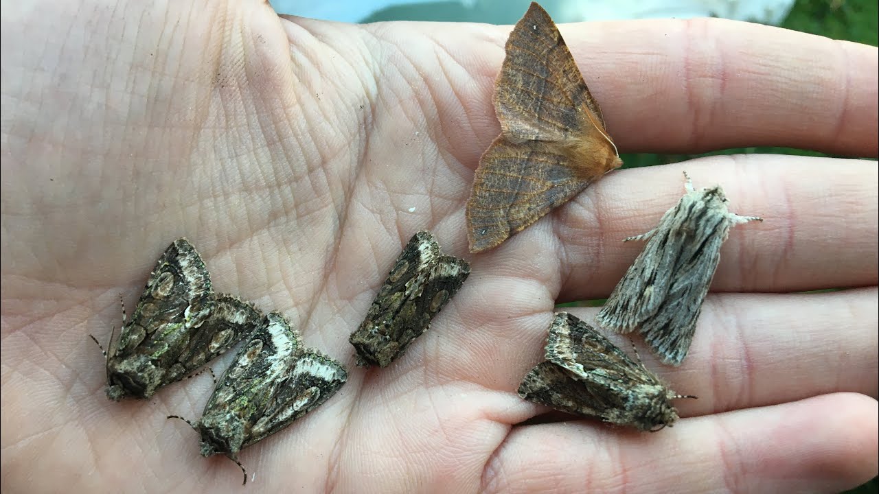 A busy autumn moth trap October 21st 2024