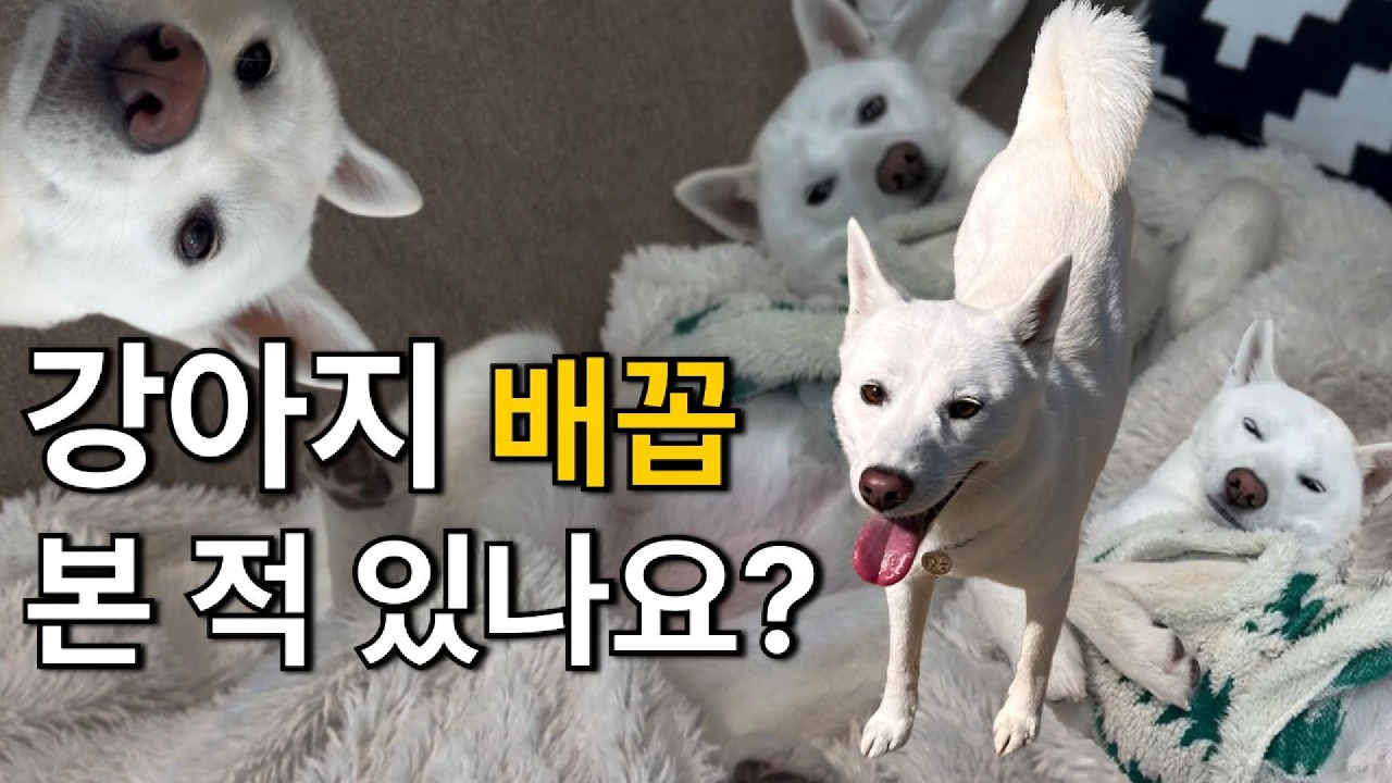 제주 강아지의 바쁜 봄날 🐶 개모임 가고 유채꽃 보고 배꼽까지 공개#강아지 #강아지일상