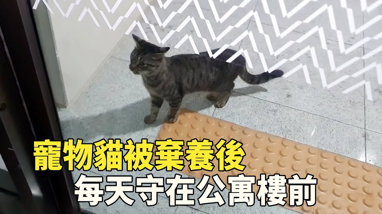 寵物貓被棄養後，每天守在6號樓前，等壹個不會回來的人