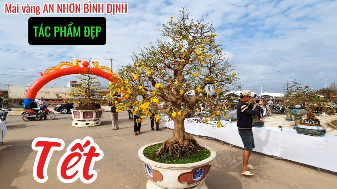 Mai vàng An Nhơn Bình Định - Gia Lai | Những tác phẩm mai vàng đẹp nhất Bình Định.
