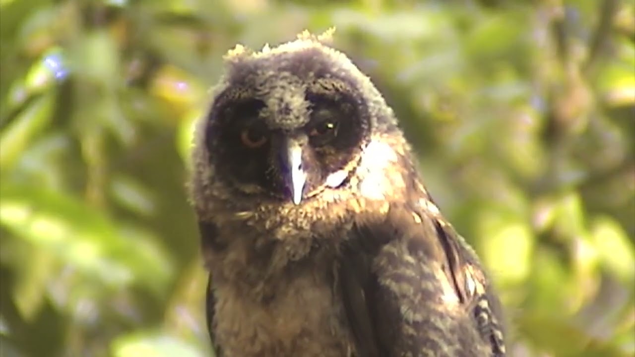 Birds of Peru