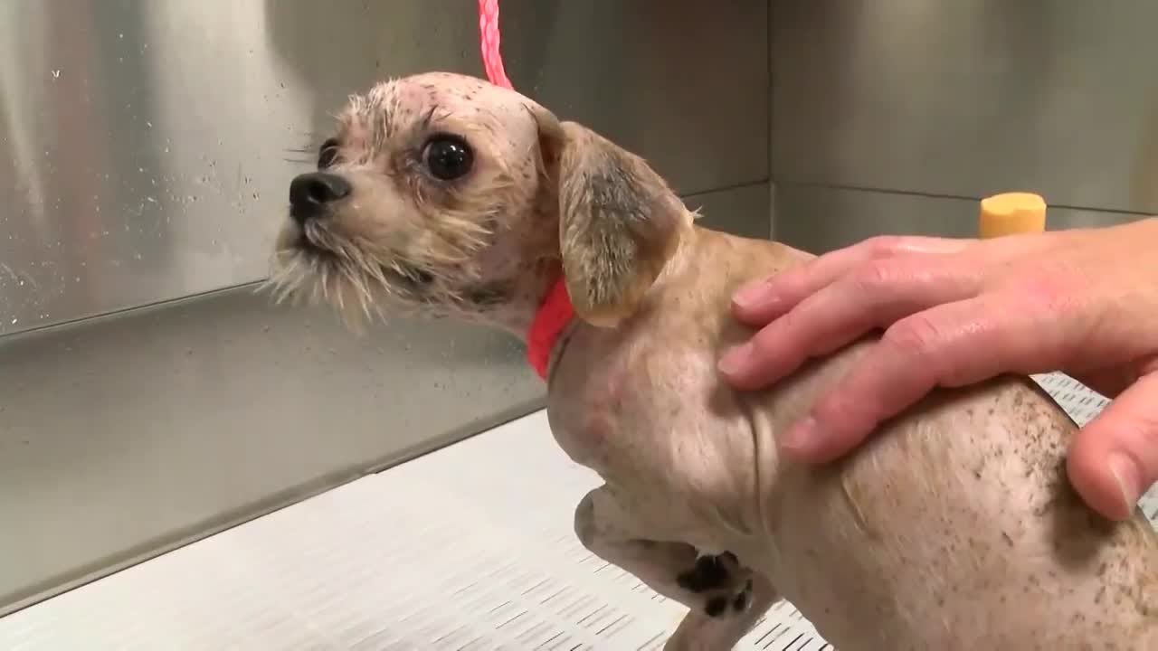 Lewis and Clark Humane Society seeing worst-ever cases of dog lice