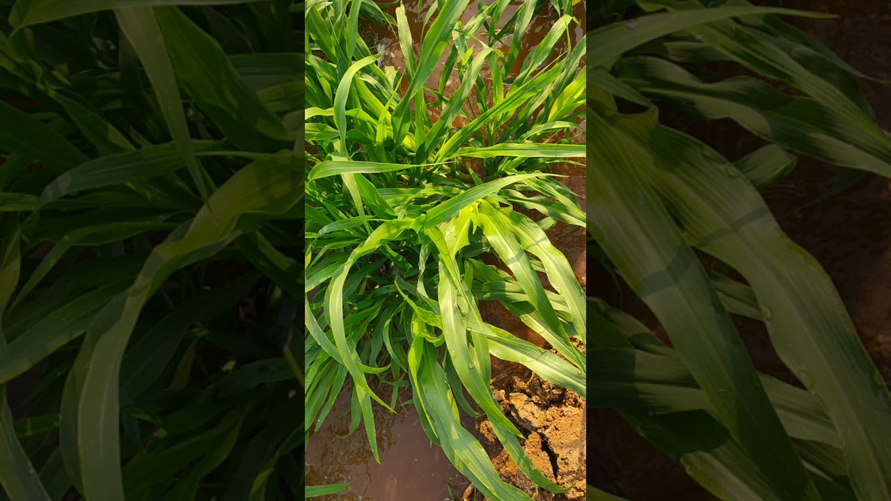 what's app status for farmer life style.  water to plant's