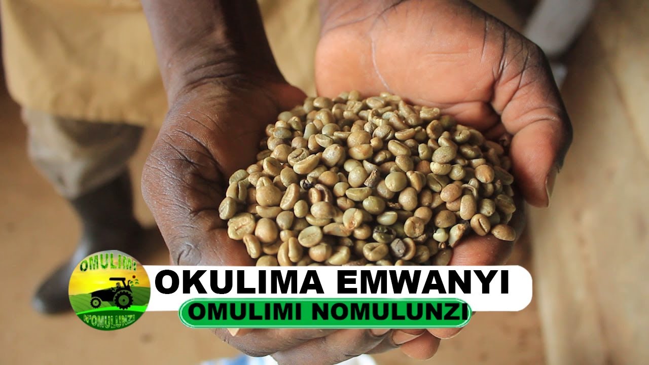 Okulima emwanyi part one