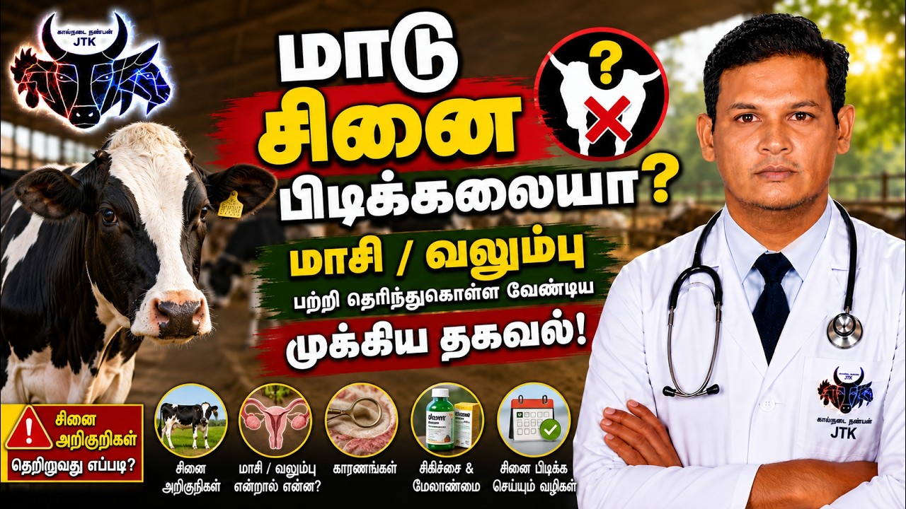 மாடு சினை பிடிக்கல?????? மாசி/வலும்பு பற்றி நாம் தெரிந்துகொள்ள வேண்டிய முக்கியமான தகவல்