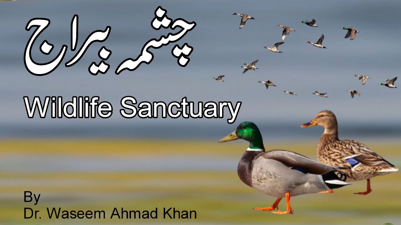 Chashma Barrage | Chashma Barrage Mianwali | Chashma Mianwali | Chashma Beraj | Wildlife Sanctuary