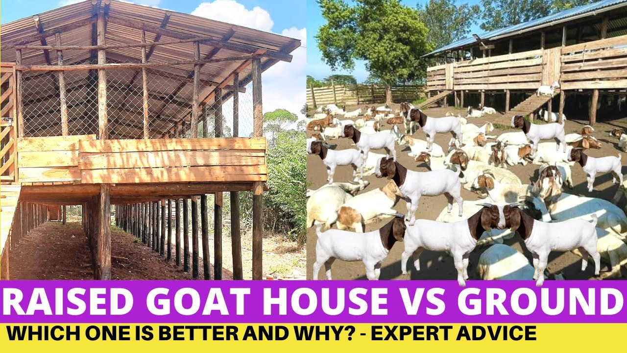 Goat Farming, Raised Goat House VS Ground House