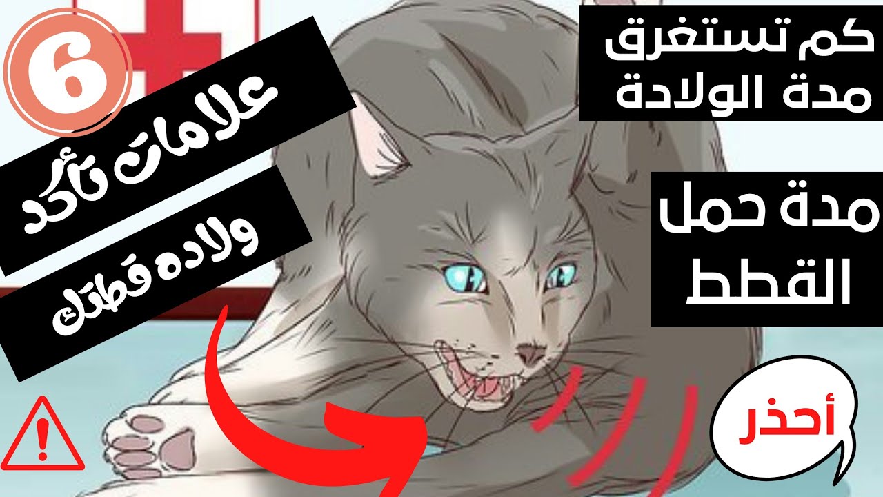 6علامات ولادة القطط؟ وكم تستغرق ولادة كل قط | وكم ساعه تستمر الولادة