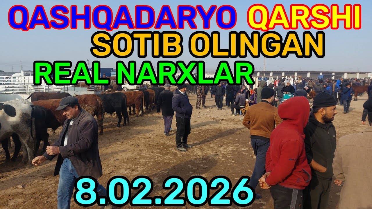 8.02.2026 SOTIB OLINGAN REAL NARXLAR QARSHI KARVON MOL BOZORIDA 
