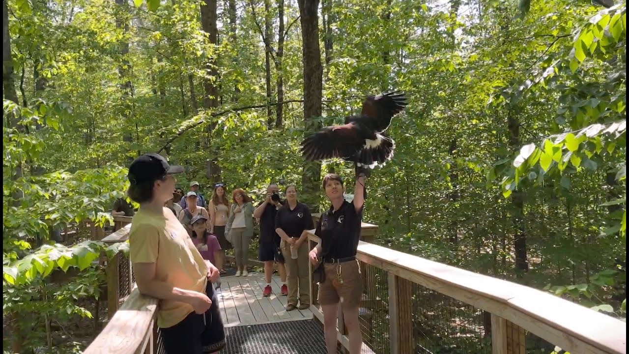 VINS: an adventure at the Vermont Institute of Natural Science in Quechee, Vermont. 🦅