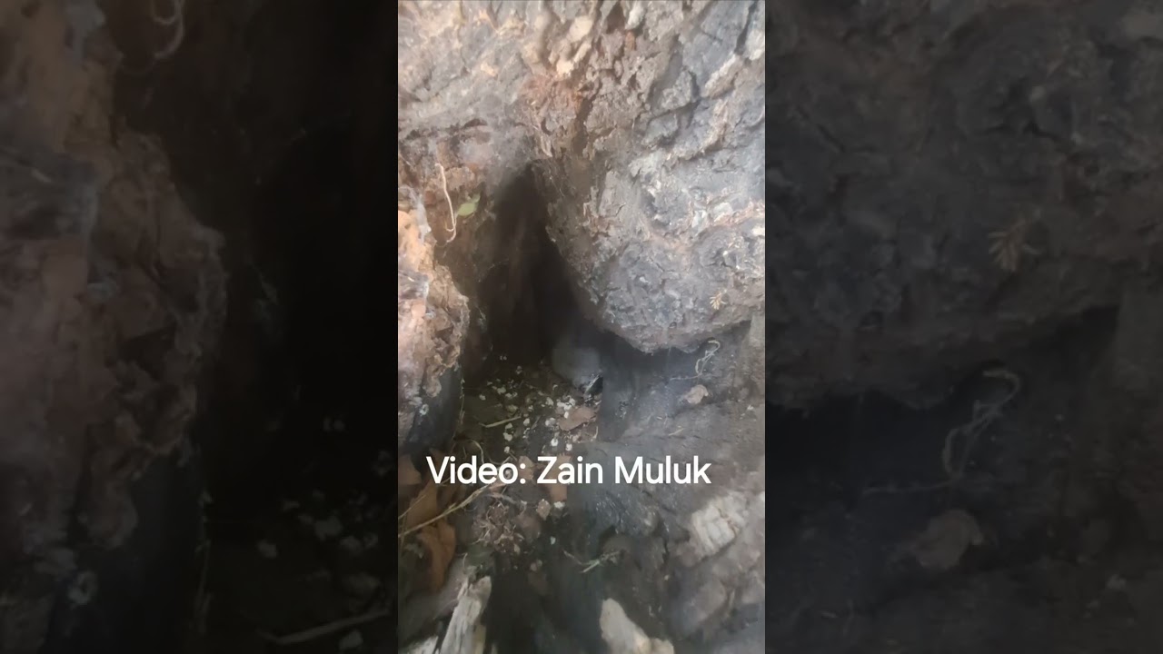 Owl Nest in Morder, Chitral