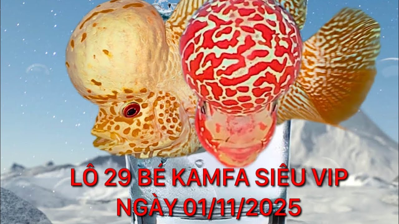 Lô 29 bé kamfa siêu vip,king kamfa f2,f3,Gb, Ngày 01/11/2025, Zalo 0862214123 Pi Trần