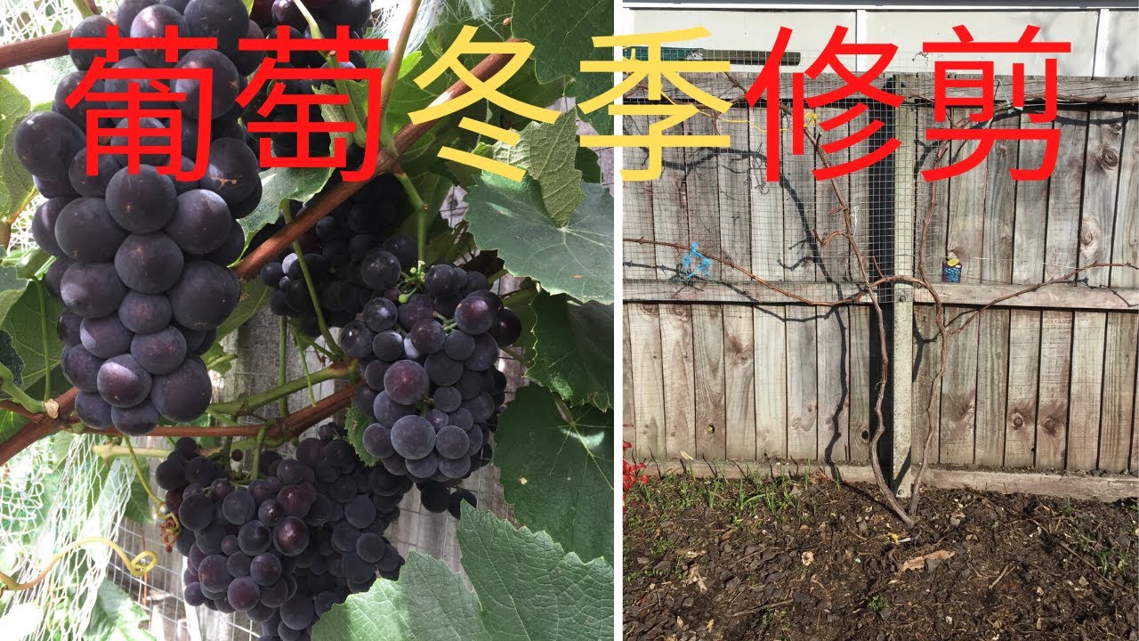 如何种葡萄(No.2) / 如何对葡萄藤进行冬季剪枝(修剪) /来年葡萄又大又甜。