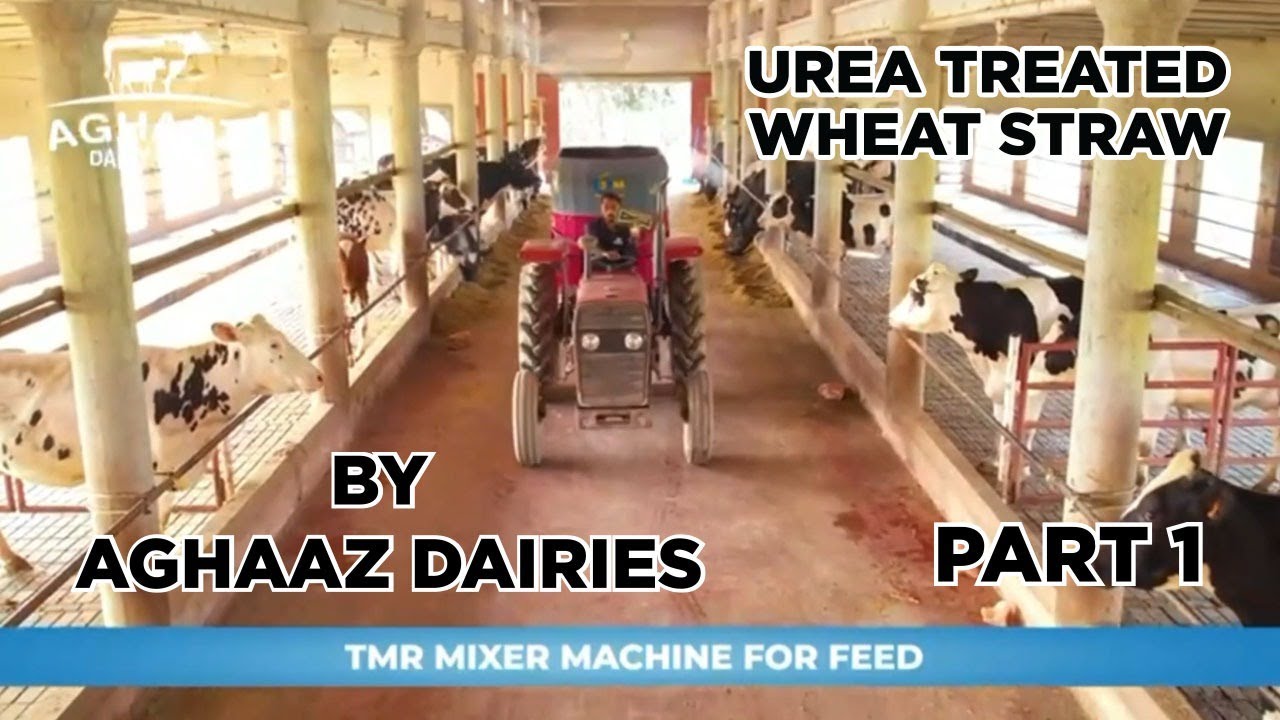 Aghaaz Dairy Farm- UREA Treated Wheat straw