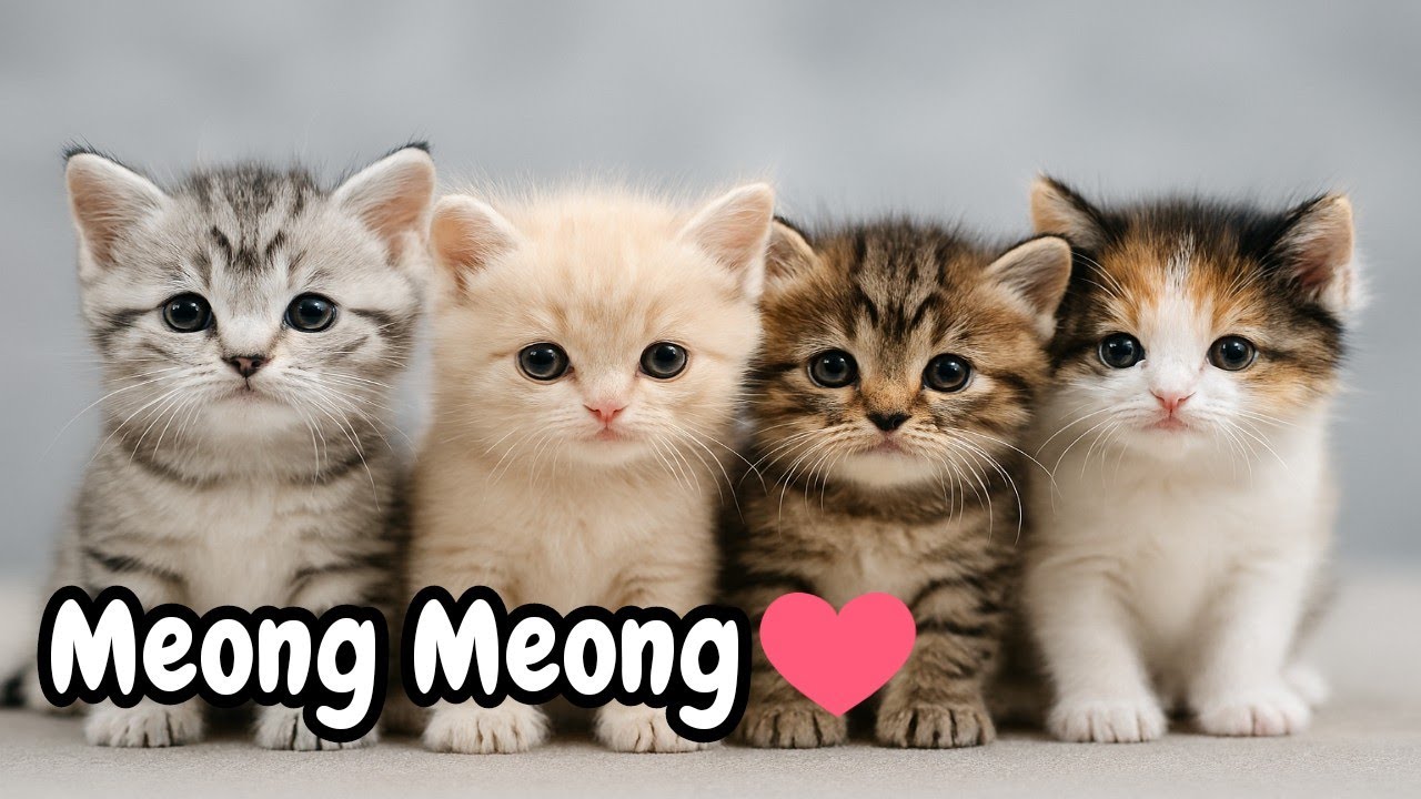 Lagu Anak Anak - KUCING LUCU MEONG MEONG - Lagu Anak & Balita Paling Viral Terbaru 2026