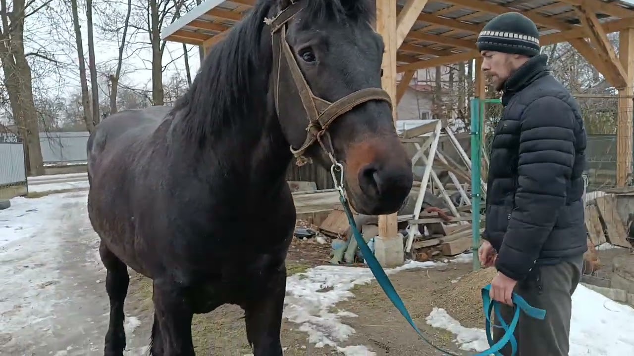 🔔 ЖЕРЕБЕЦЬ ТА ЛОШАК💥 ЗМІНЯТЬ ГОСПОДАРЯ📌