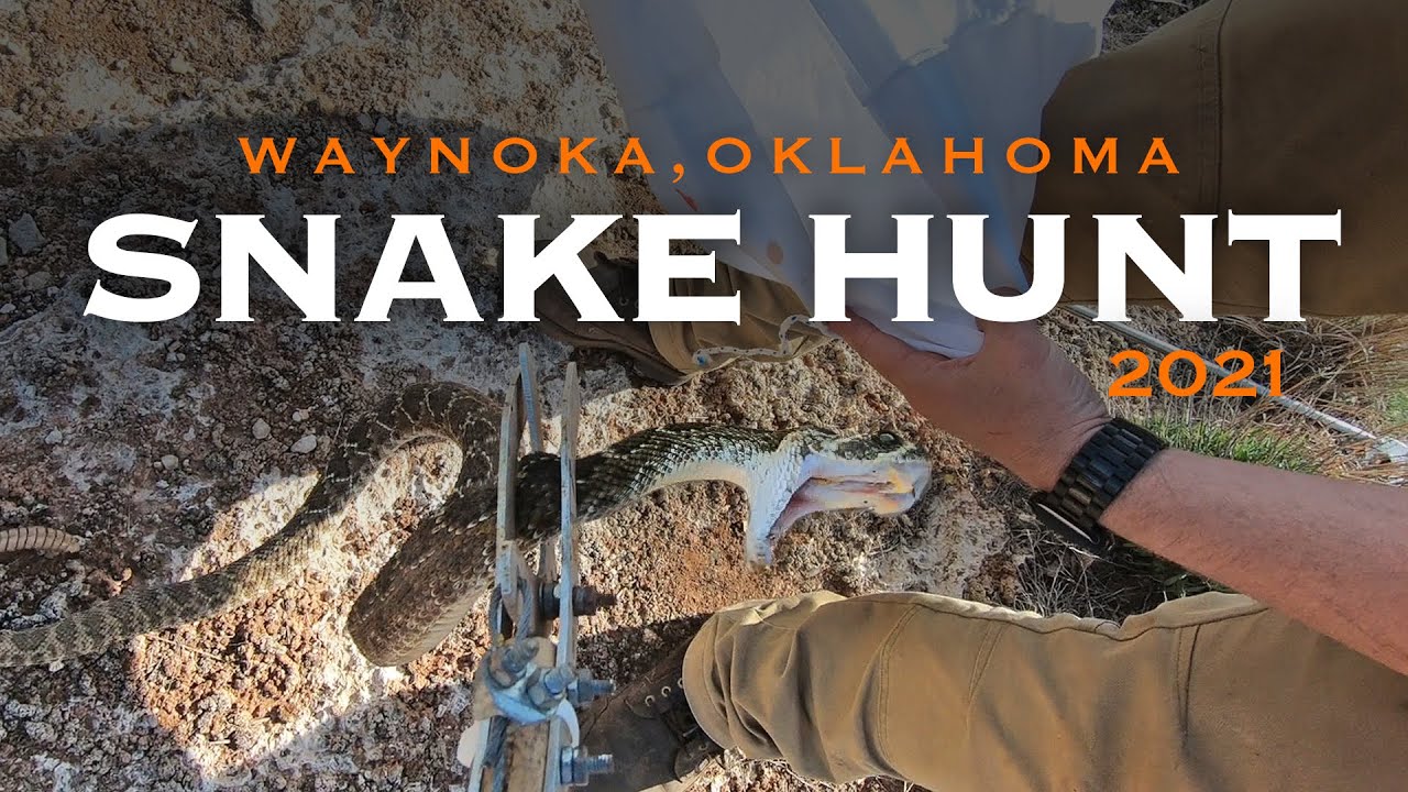 Rattlesnake Hunt 2021 – Waynoka Oklahoma
