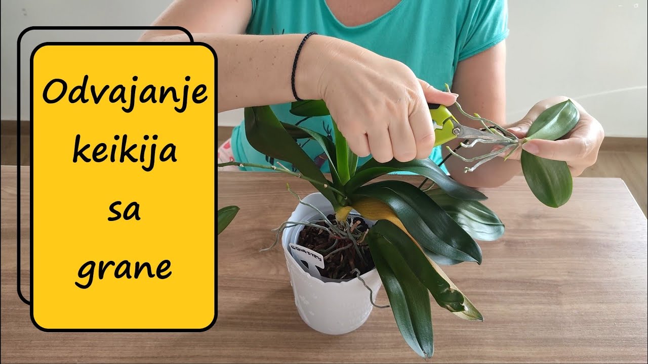 Odvajanje keikija sa grane