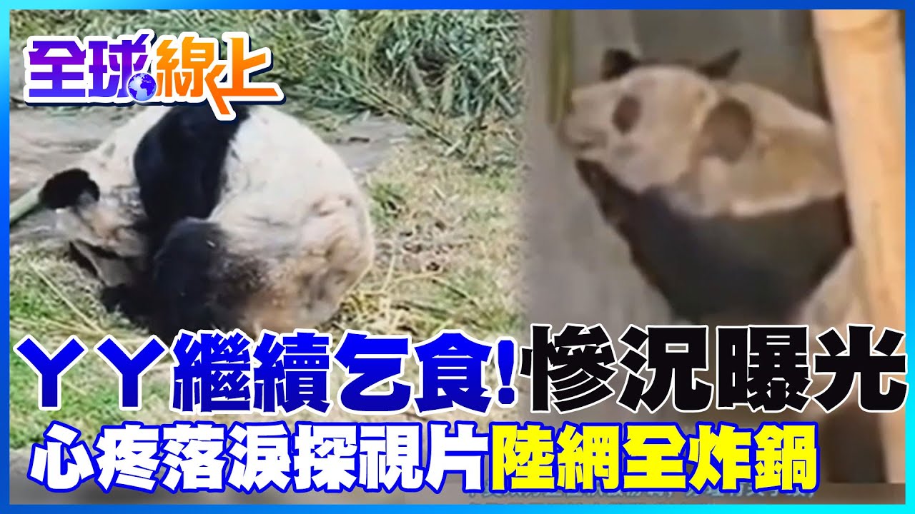 旅美貓熊ㄚㄚ爆瘦乞食慘況曝光陸網炸鍋 在美華人飛3000公里探視心疼淚喊加油 |全球線上 @中天新聞CtiNews