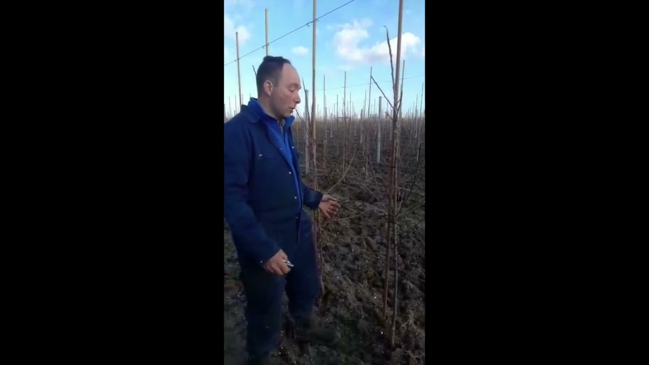 Hoe verzorg je een (jonge) appelboom?