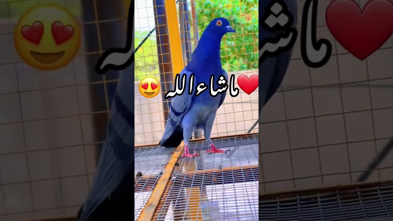 Chatri wala Kala kabutar ❤️👌