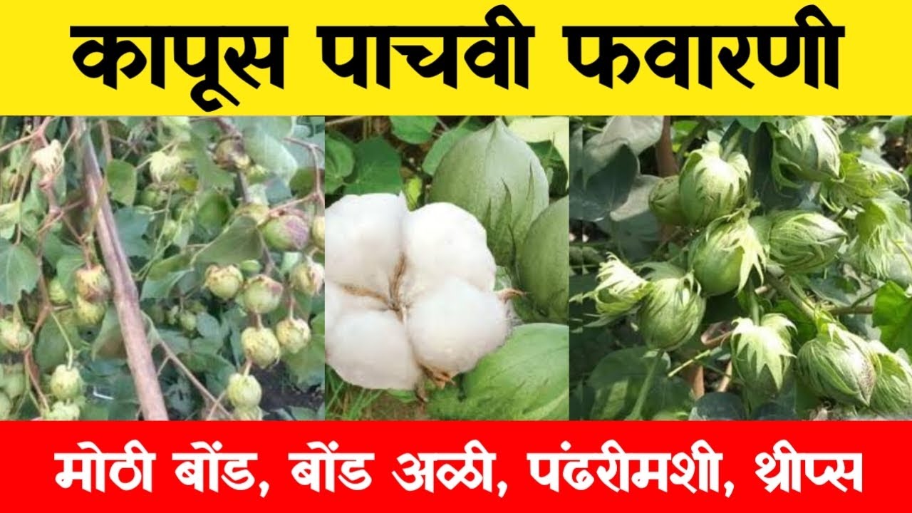 कापूस पाचवी फवारणी कोणती / kapashila pachavi Favarni konti karavi