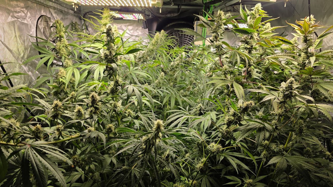 Seguimiento de las plantas monstruo de hidroponia/ heavens fruit dia 44 de flora