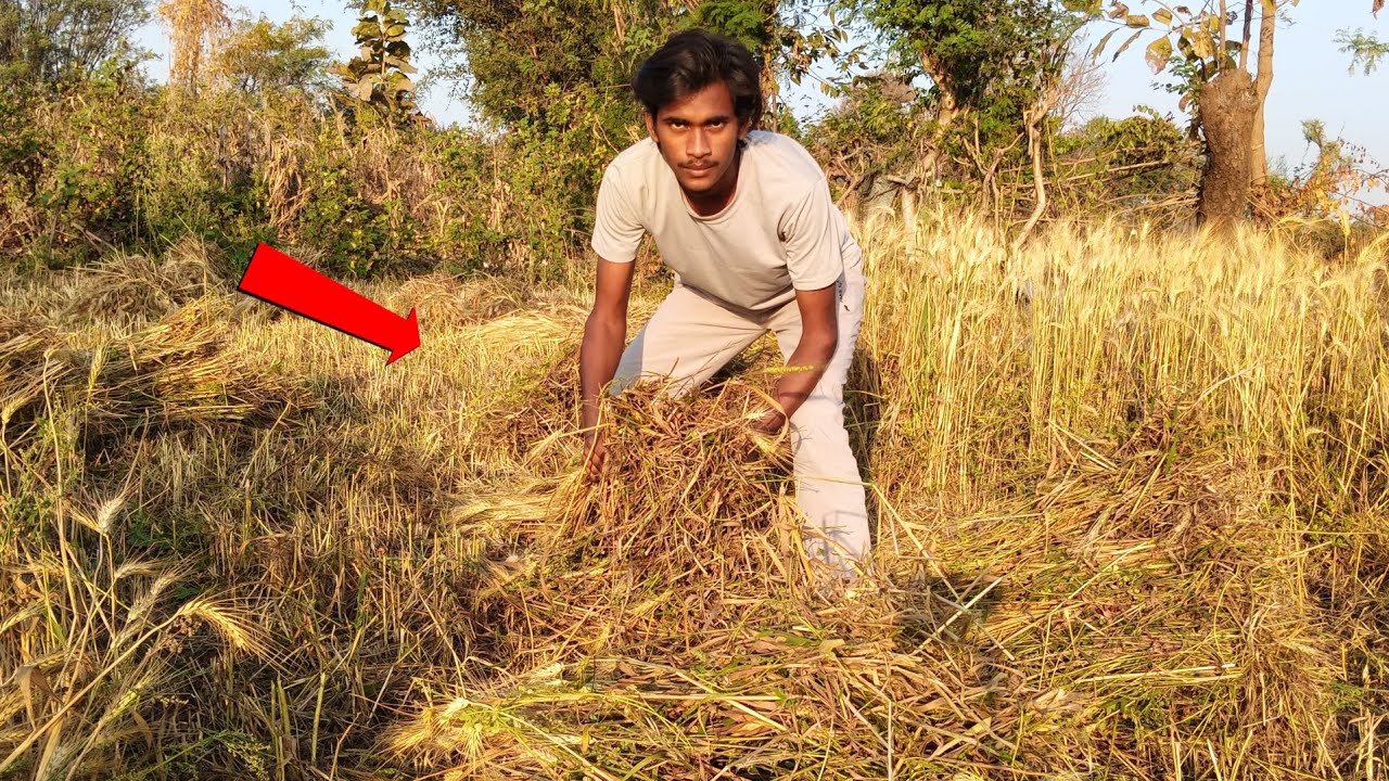 Khet Mein Harvesting Ka Pehla Din! 🚜 | Gehun Ki Katai Aur Puliya Bandhna Sikhe | Village Life Vlog