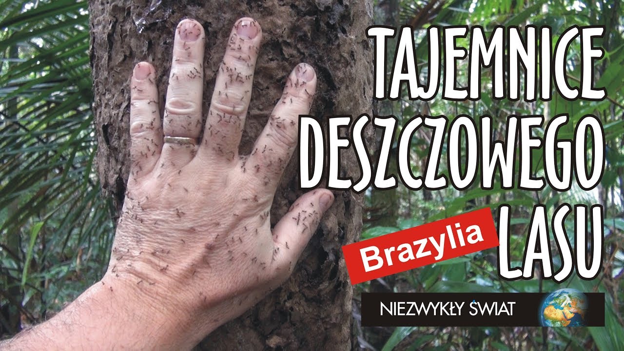 Niezwykly Swiat - Brazylia - Tajemnice deszczowego lasu