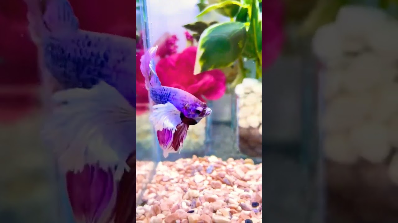 Pastel Lavender Pink cute beta fish #fishlover