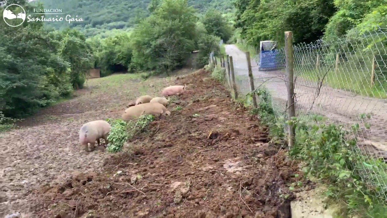 La vida tranquila y feliz de cerdos que iban a morir