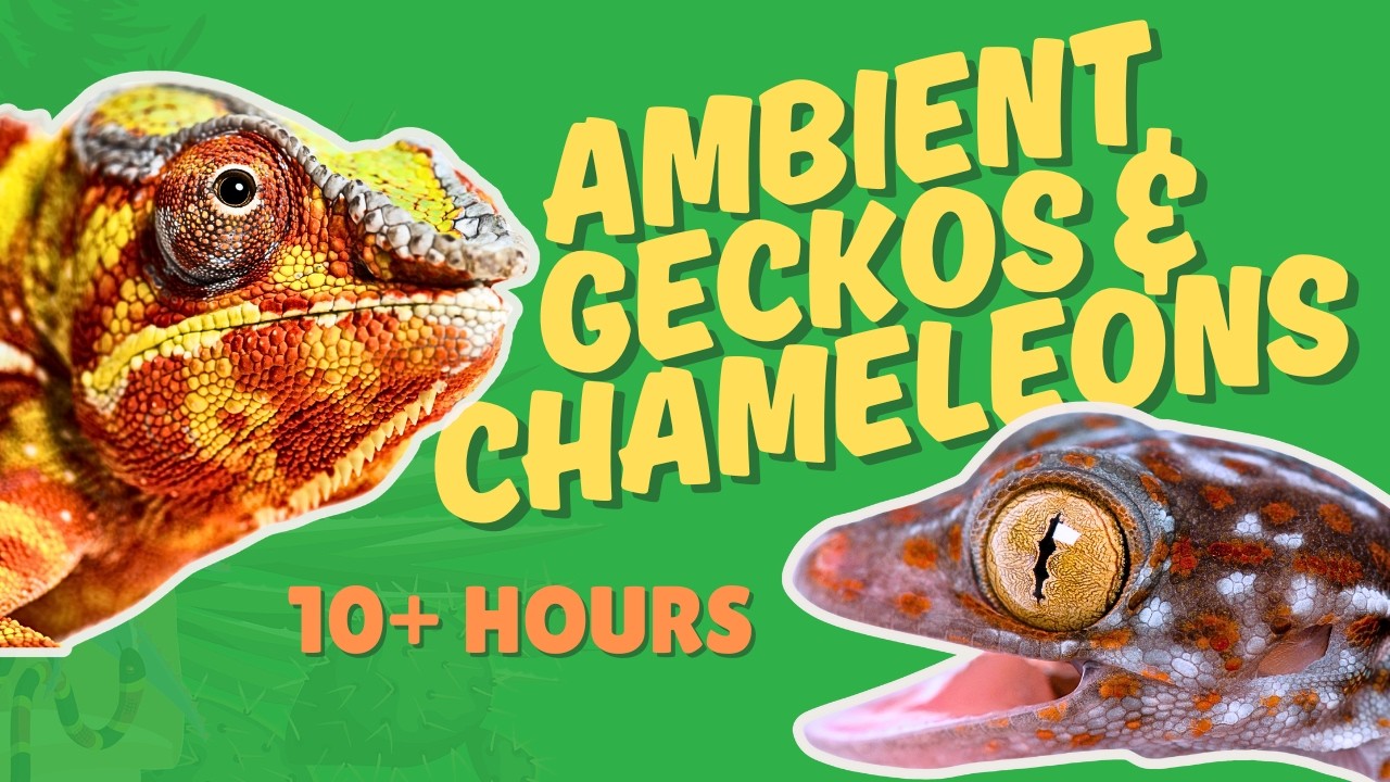 Pet & Study TV - Gecko & Chameleon - 10+ Hours Relaxing Reptiles with Facts and Ambient Music