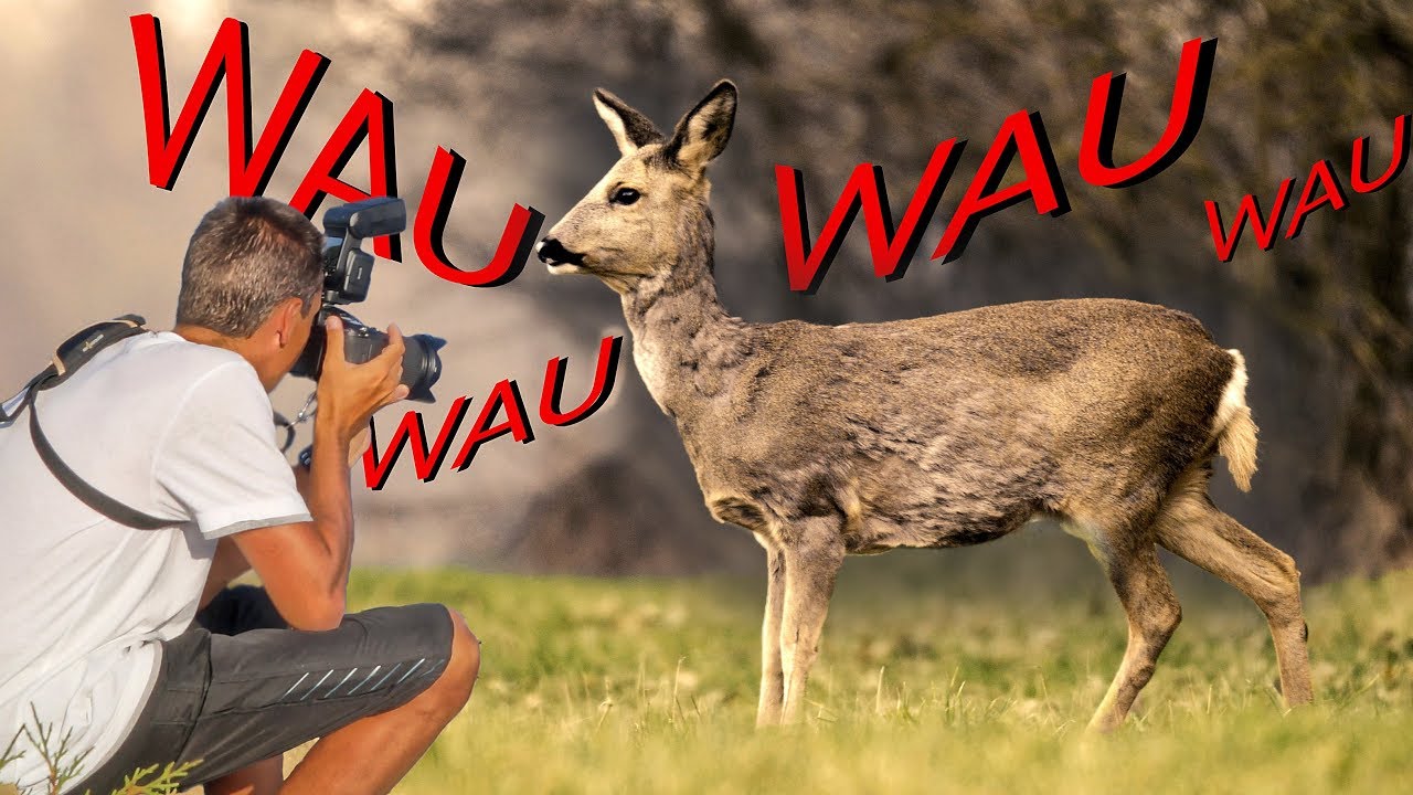 ANGEPIRSCHT - Rehe bellen??? 🦌🐶 - Neues vom Tierfilmer