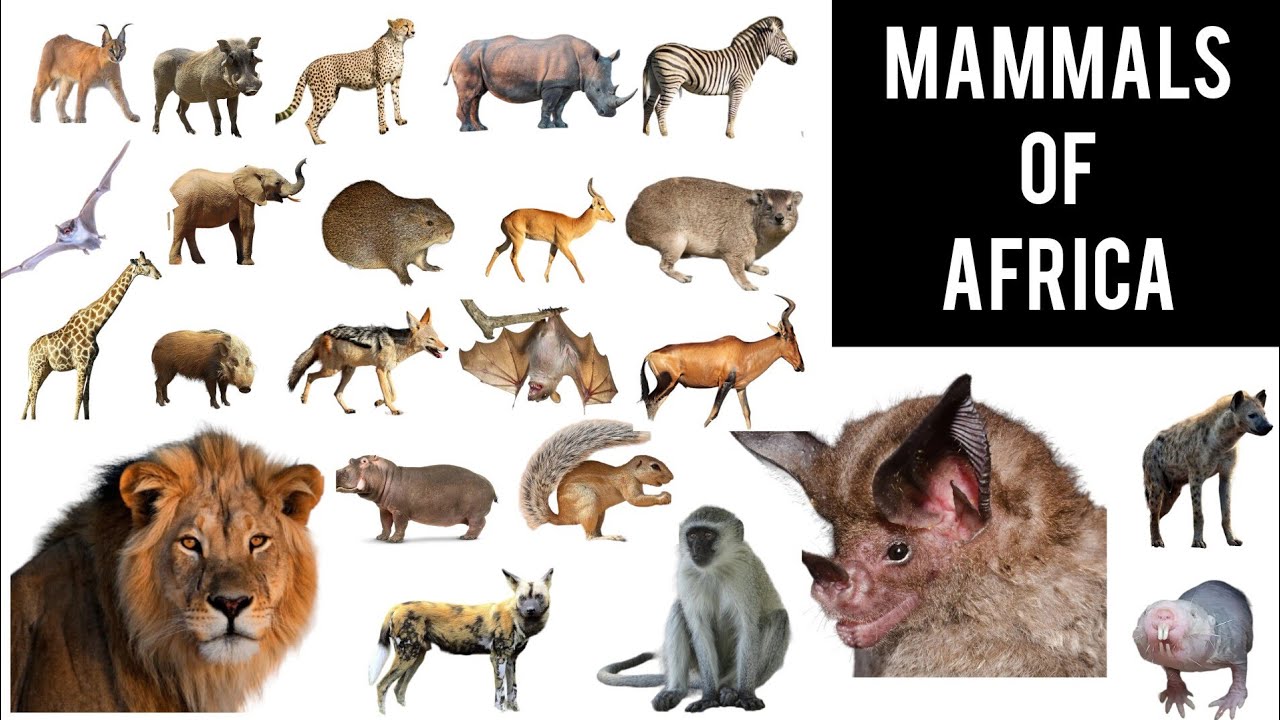 Names of all * MAMMALS * living in AFRICA