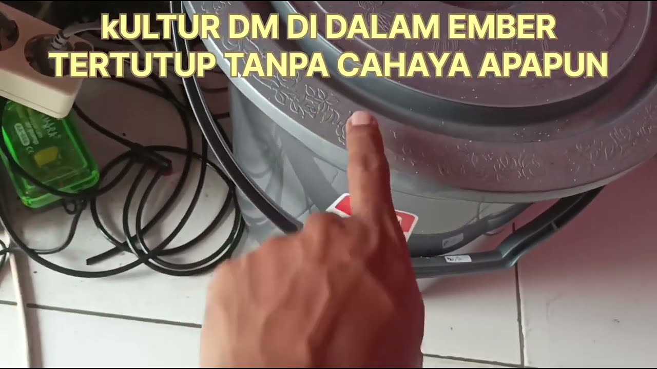 kultur daphnia magna di indoor pakai spirulina ngeboom tanpa cahaya matahari ataupun lampu
