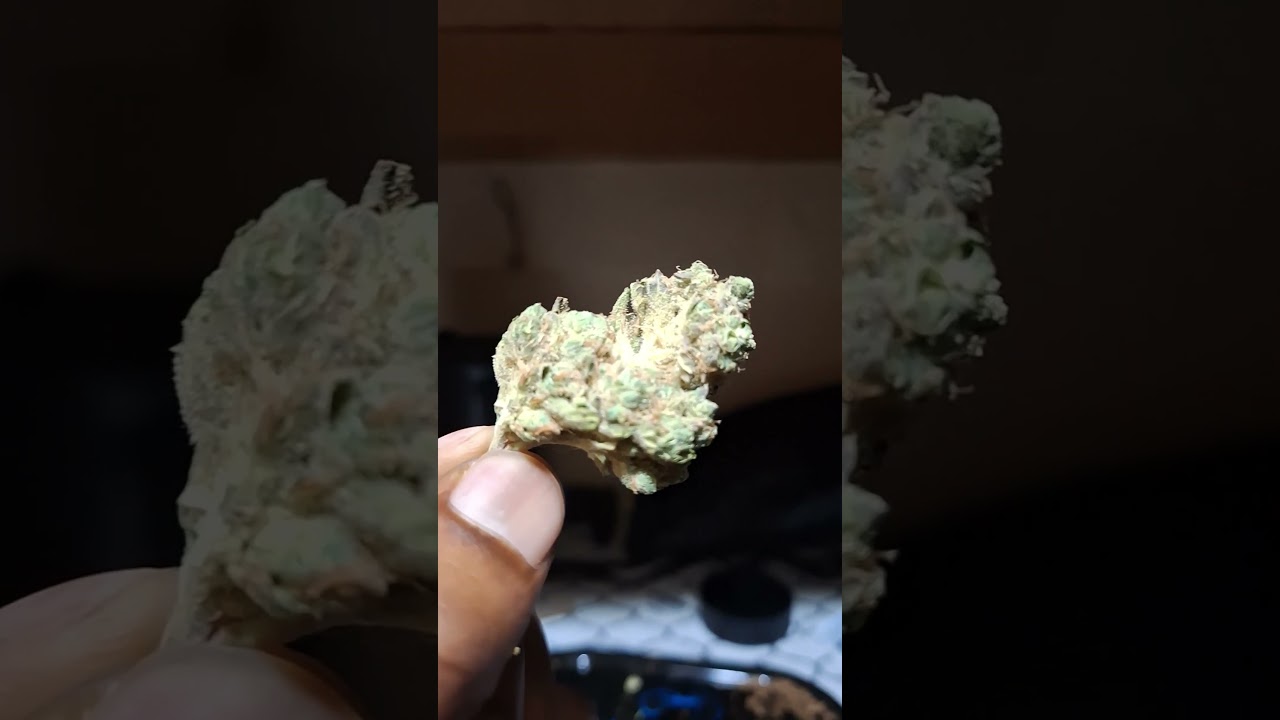 FarmaceuticalRX- Chem Brulee (Strain Review)