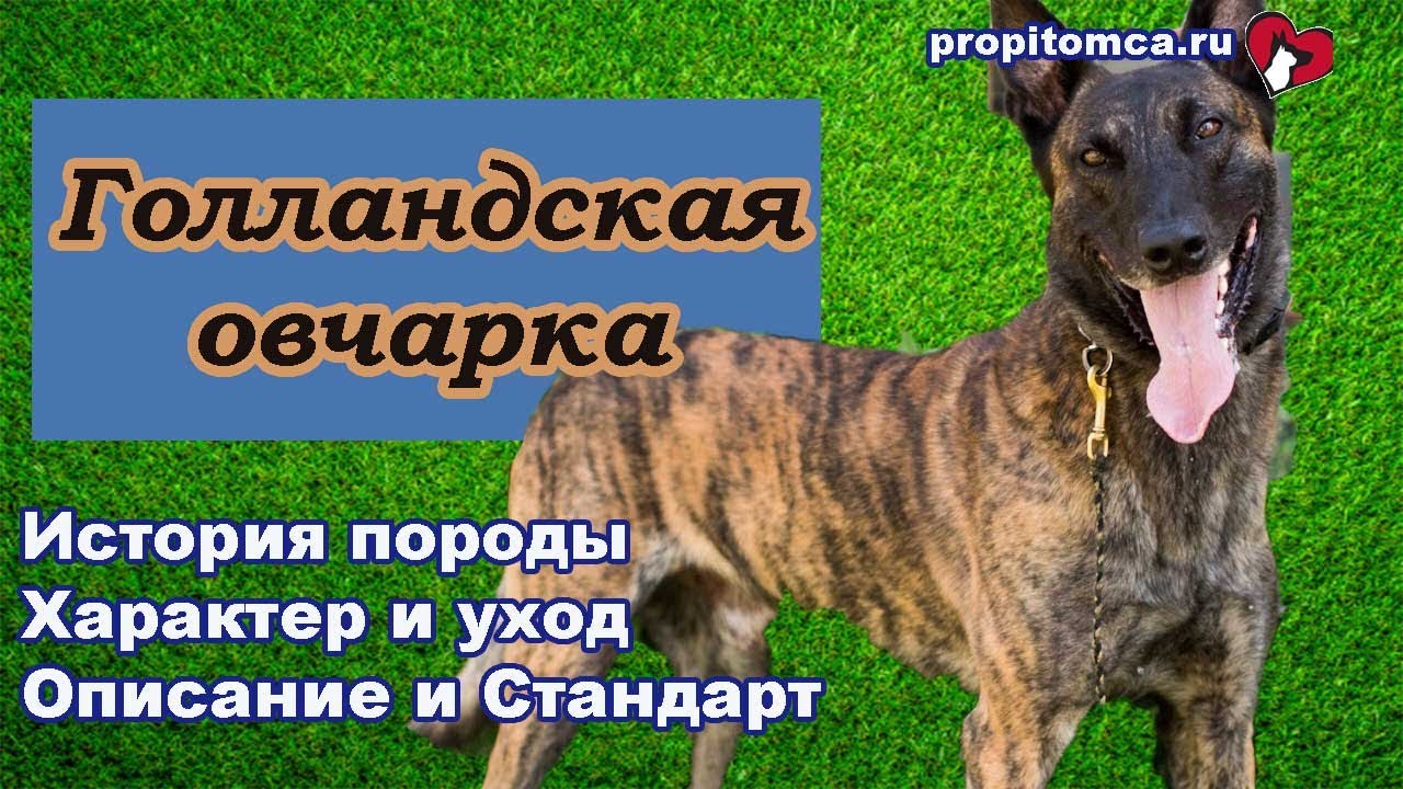 Голландская овчарка хердер - описание породы собак