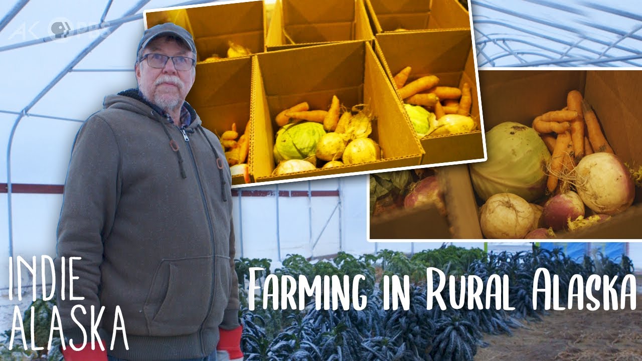 Running the largest farm in rural Alaska | INDIE ALASKA