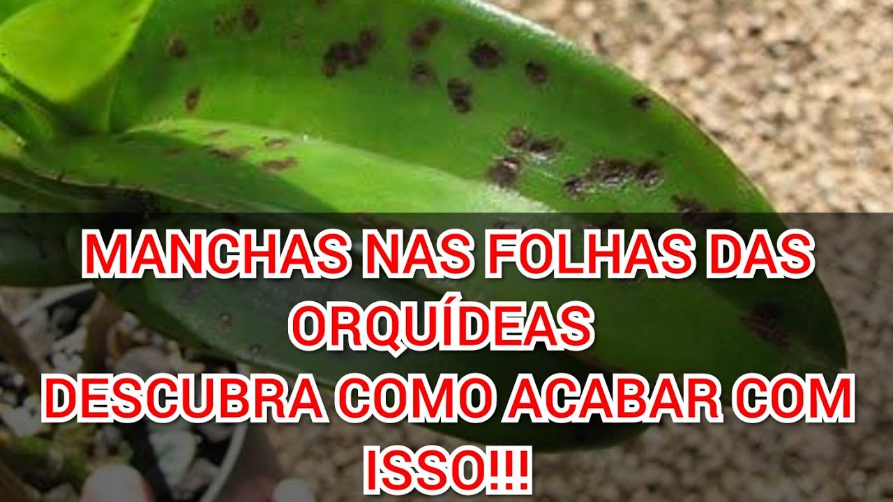MANCHAS NAS FOLHAS DAS ORQUÍDEAS, ACABE COM ISSO AGORA!!!