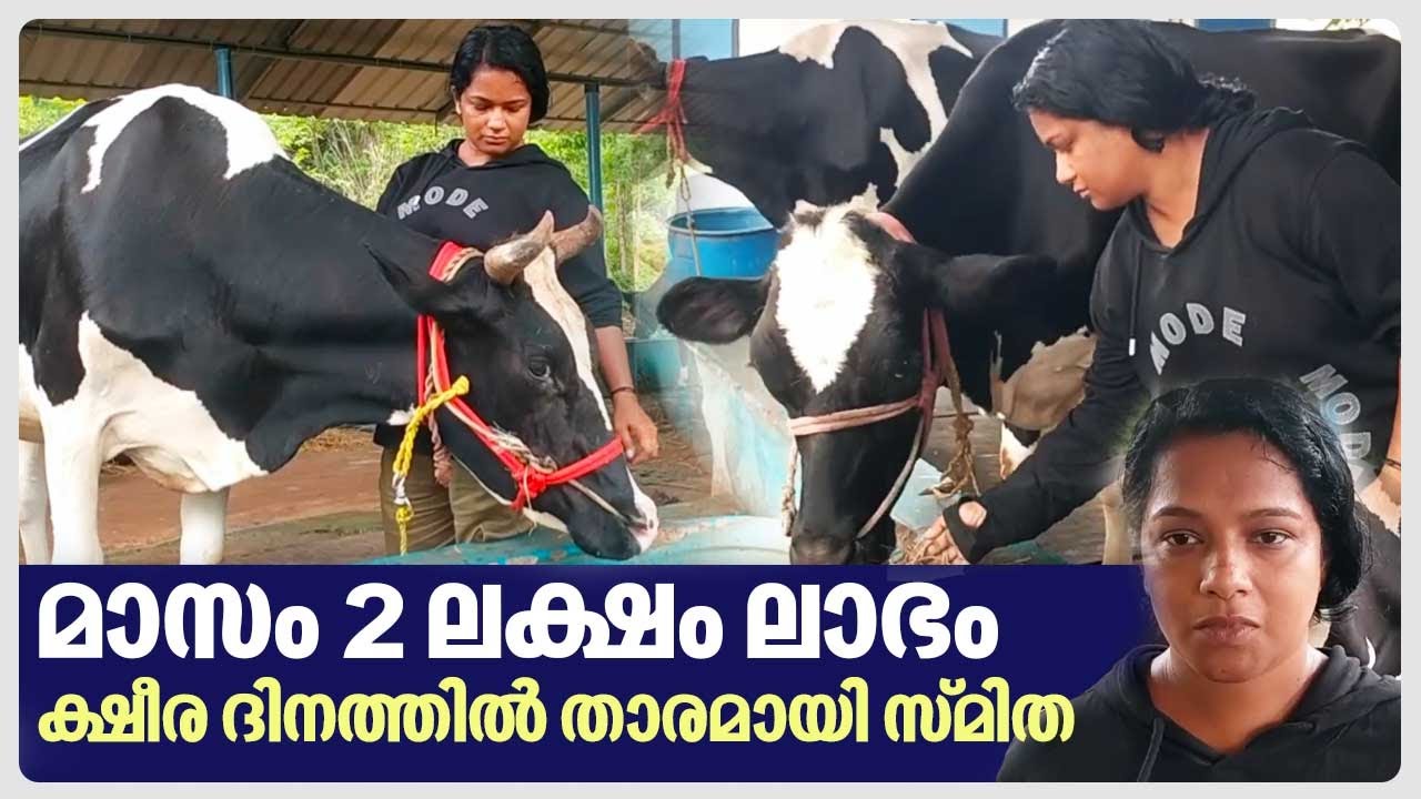 മാസം 2 ലക്ഷം ലാഭം, ക്ഷീര ദിനത്തില്‍ താരമായി സ്മിത | Cow Farming | Smitha | Palakkad