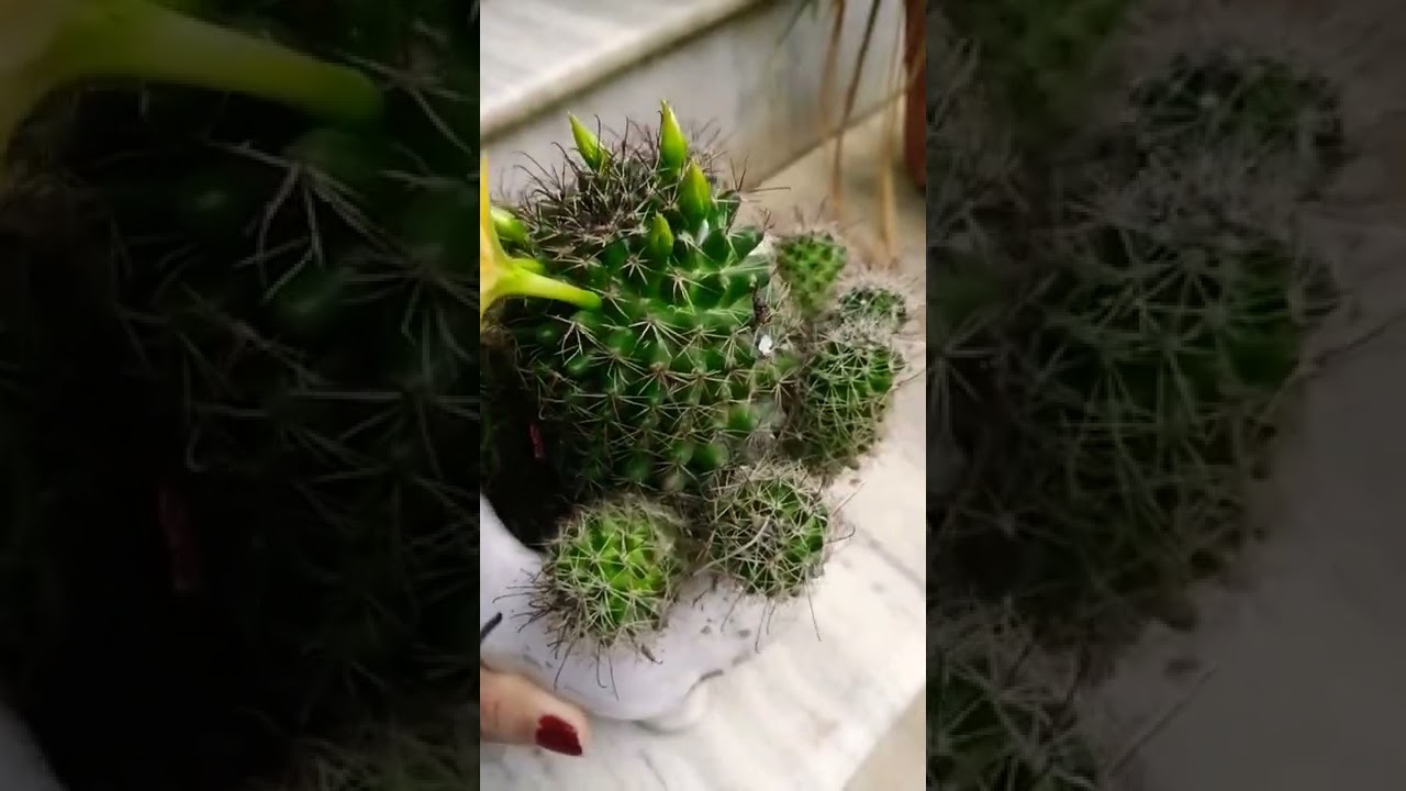 Beautiful flower of cactus / Mammillaria sphaerica, The&nbsp;longmamma nipple cactus&nbsp;or&nbsp;pale mammillaria
