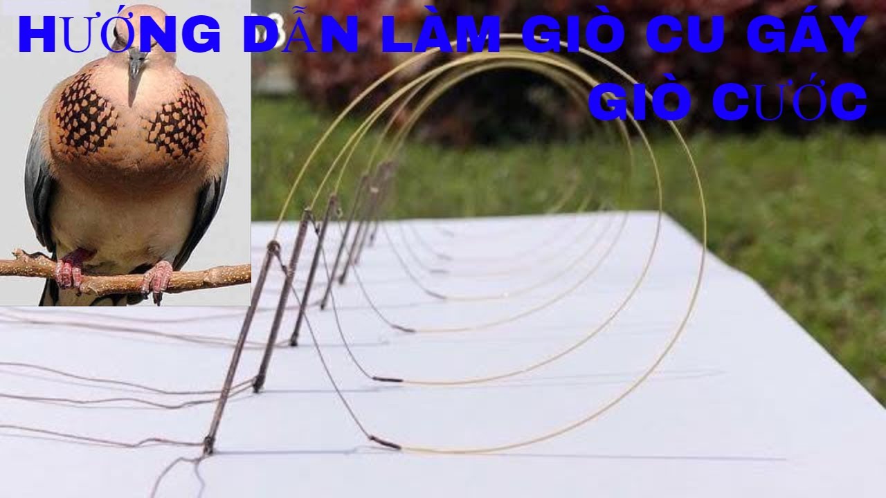 Hướng Dẫn Làm Giò Cước Bẫy Cu Gáy |  A Guide To The Trap | terkurku burung | นกกาเหว่า | racick tali