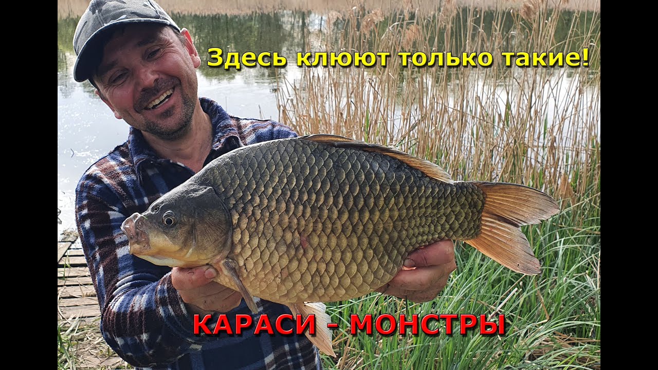 Караси-МОНСТРЫ! Рыбалка на КАРАСЯ в зарослях тростника