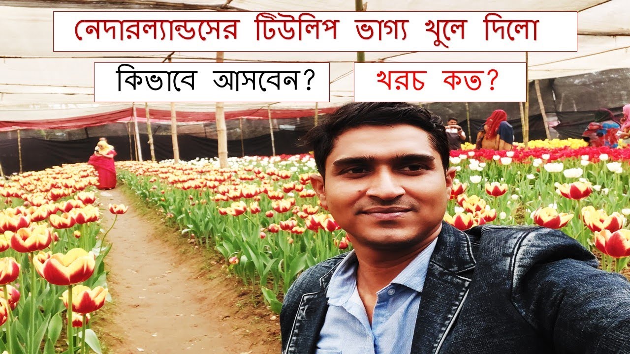 😱নেদারল্যান্ডসের টিউলিপ ফুলের বাগান করে গাজীপুরে সফল লক্ষ লক্ষ টাকা আয়  Tulip Flower in Gazipur