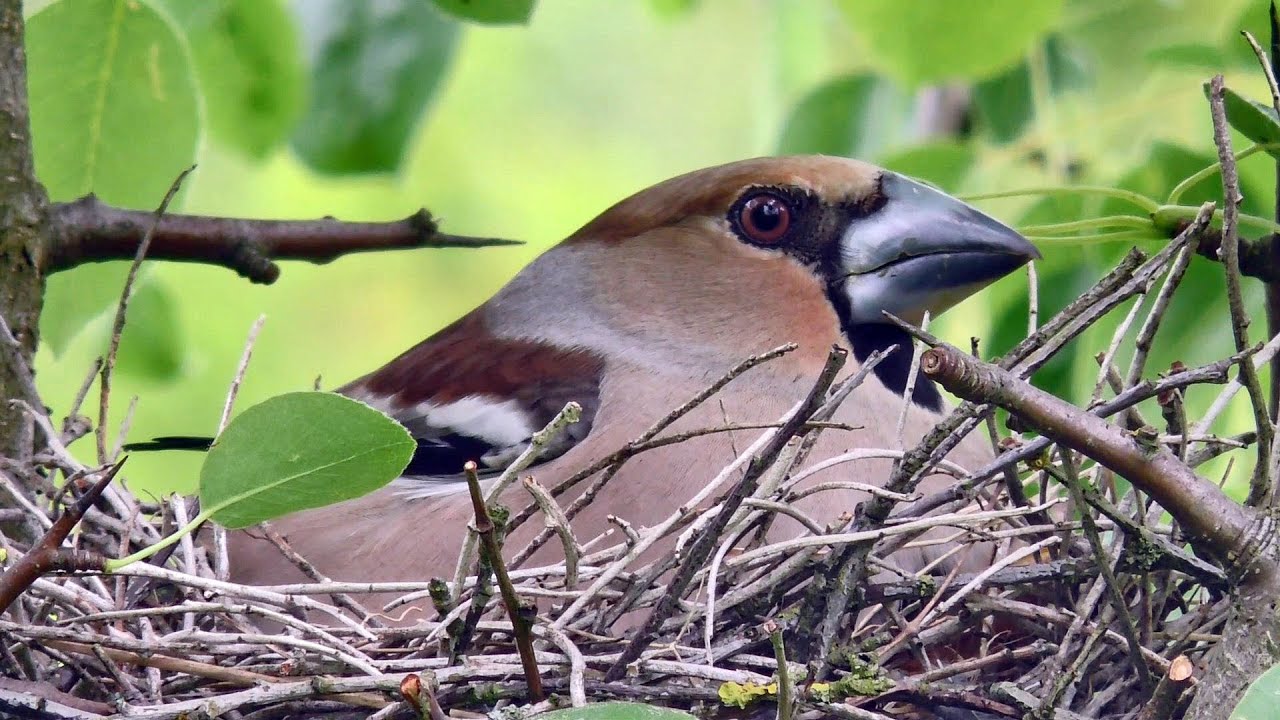Grubodzioby Coccothraustes coccothraustes  - gniazdo i pisklęta