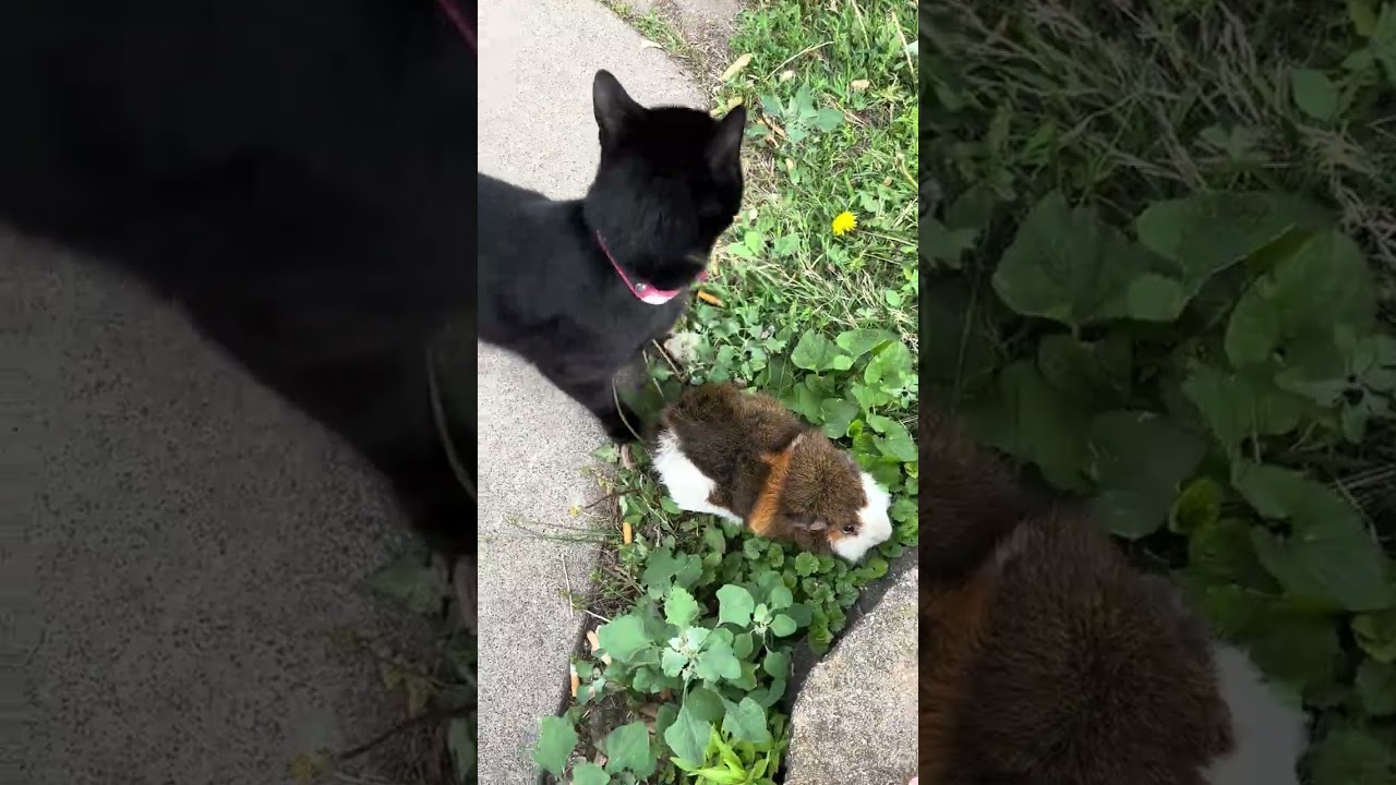 My family bonding with animals