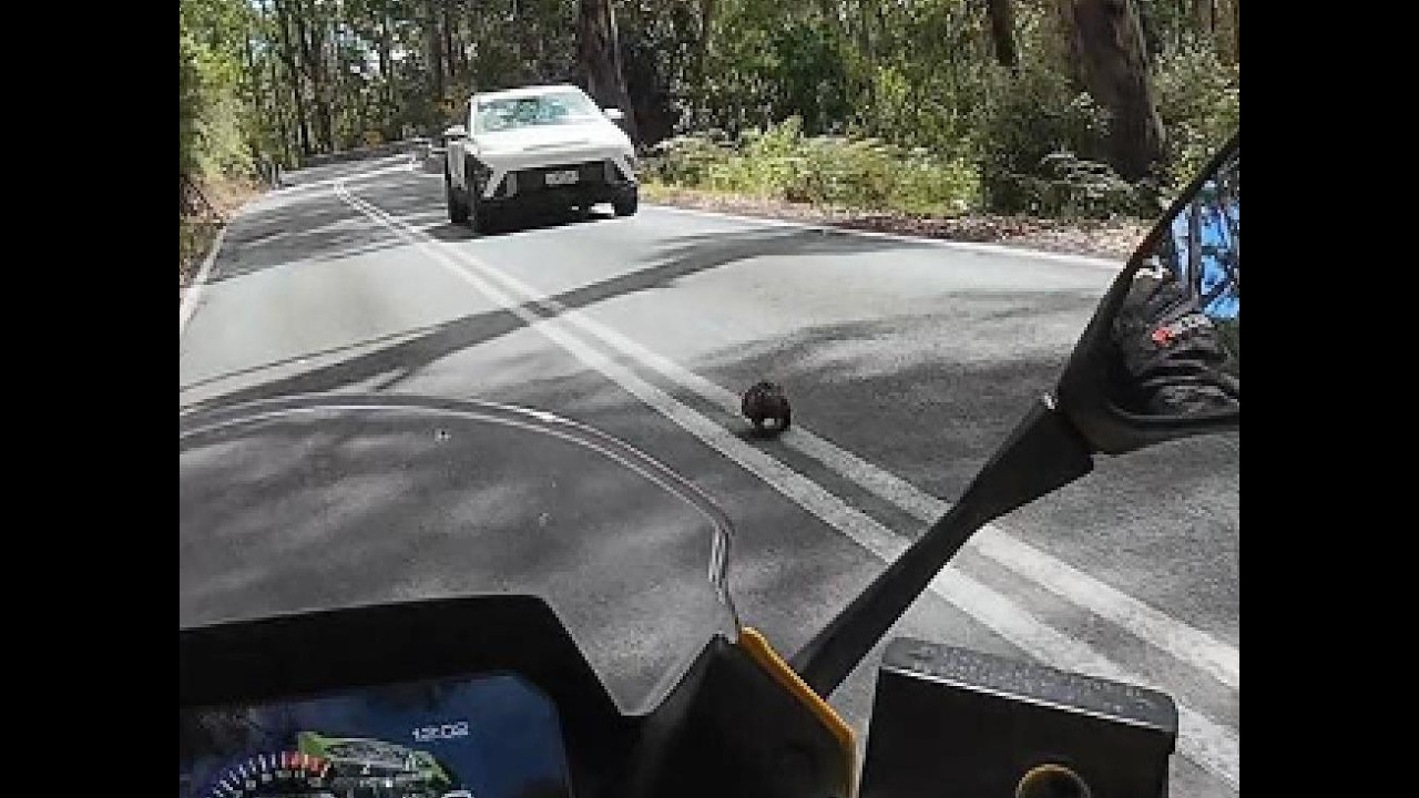 Why did the Echidna cross the road