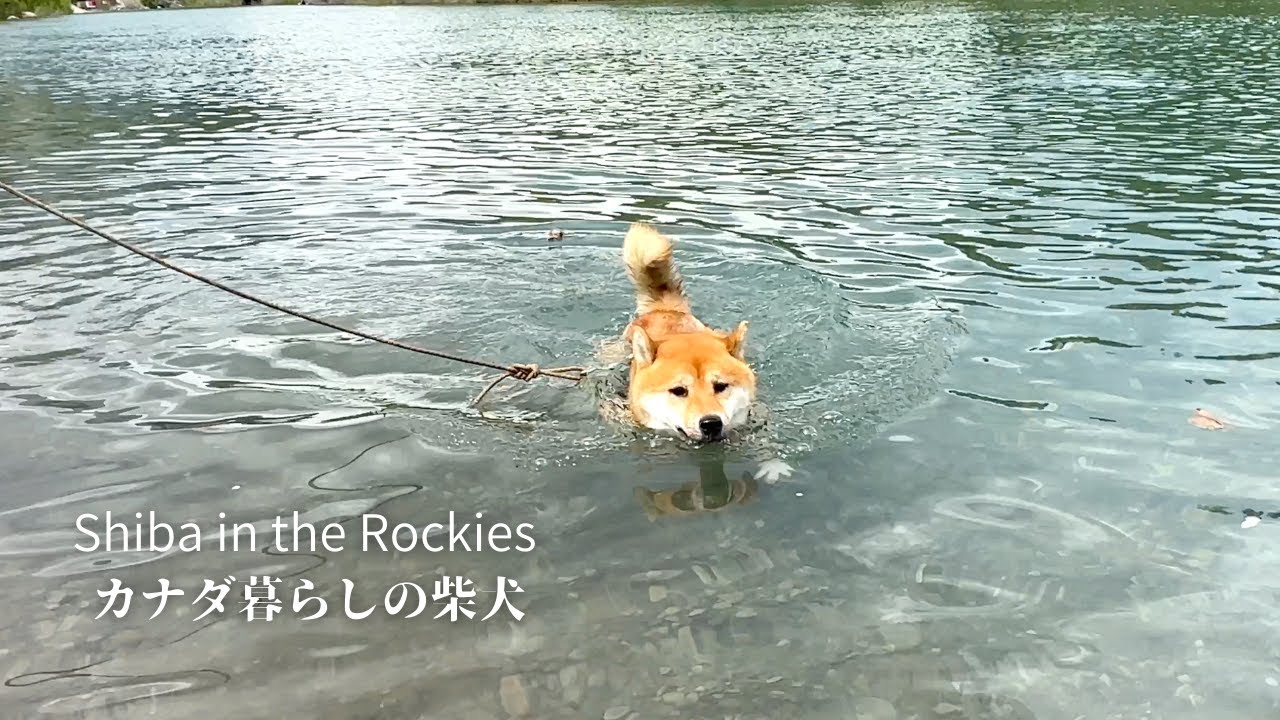 川で突然足場を失い、焦りながらも自分が泳げることを知った柴犬【4K】