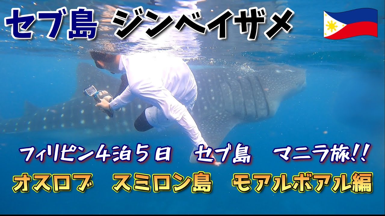 【ジンベイザメツアー  4K】　4泊５日フィリピン旅行　海に癒された一日　(ウミガメ　イワシトルネード　モアルボアル)